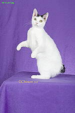 15_Bassetti Neko Josei
